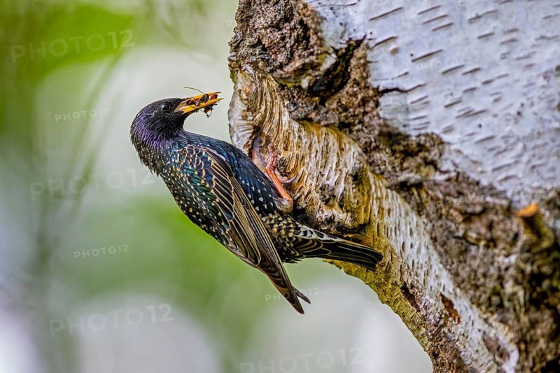 Common starling, European starling (Sturnus vulgaris) adult in breeding plumage at nest hole in birch tree feeding insects to chicks in spring