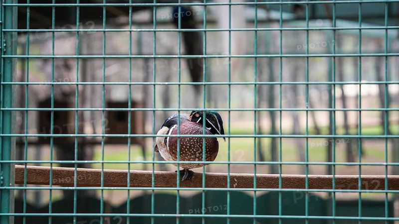 GAZIANTEP, TURKEY - APRIL 18, 2026: Visitors enjoy an early spring stroll at Gaziantep Wildlife Park. Ranked as the largest zoo in Turkey, the second largest in Europe, and fourth globally, the park is a major attraction home to 380 diverse animal species, Gaziantep, Turkey