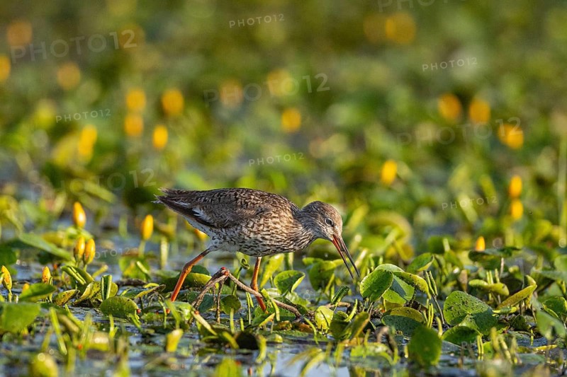 Spotted Redshank (Tringa erythropus) Hungary
