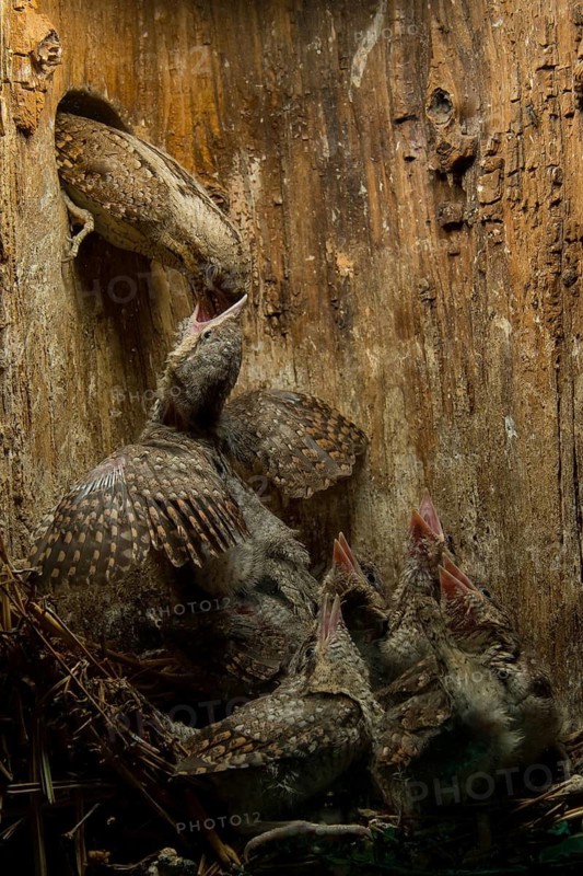 Eurasian Wryneck (Jynx torquilla) feeding chicks in nesting box, Saxony, Germany