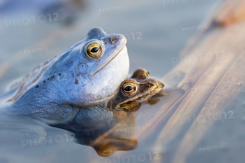 Blue moor frog (Rana arvalis) mating in the moor, Goldenstedter Moor, Lower Saxony, Germany