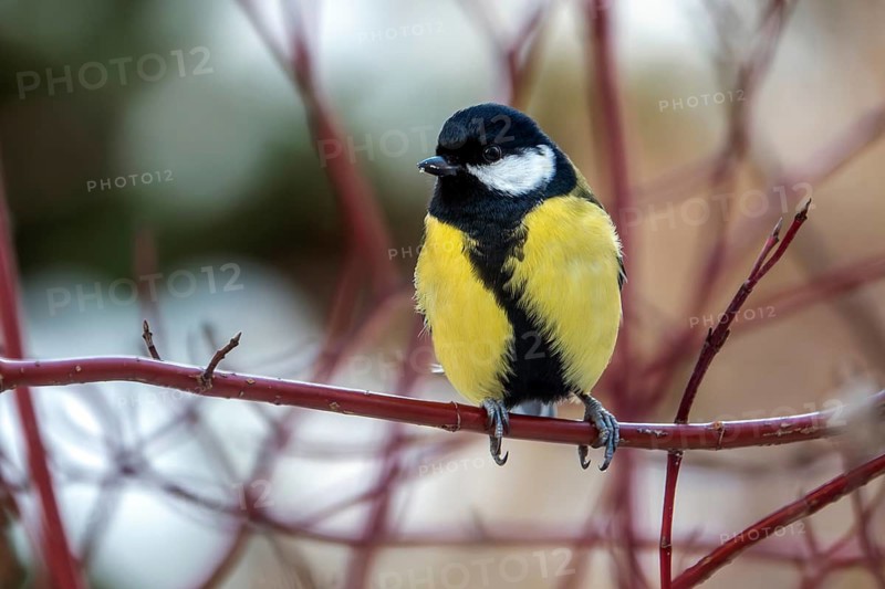 Great tit (Parus major), sitting on a branch, Baden-Württemberg, Germany