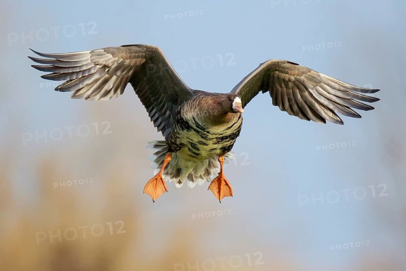 Greater White-fronted Goose (Anser albifrons) flying, North Rhine-Westphalia, Germany