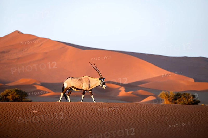 Oryx gazella, oryx antelope walking in front of the red sand dunes of the Namib Desert, Sossusvlei region, Namib-Naukluft Park, Namibia