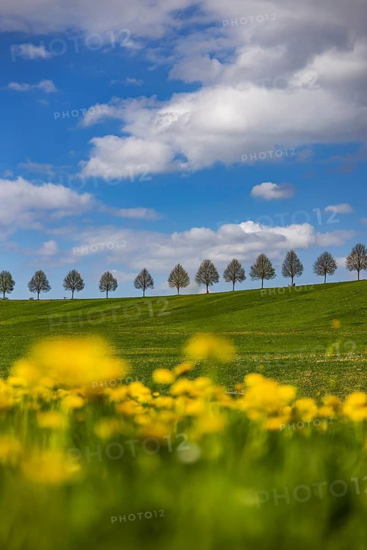 Row of trees on a hill in spring. Landscape on the edge of Schönbuch near Waldenbuch. Waldenbuch, Baden-Württemberg, Germany