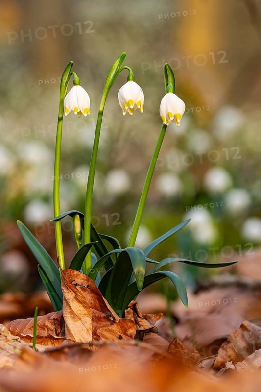 Close-up of three blooming spring knot flowers (Leucojum vernum), also known as marzenbecher, surrounded by foliage on the ground of a deciduous forest, Lower Saxony, Germany