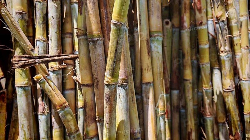 Dense cluster of sugar cane stalks (saccharum) with natural colours and structures, Santo Antao, Cabo Verde, Cape Verde, Cape Verde Islands