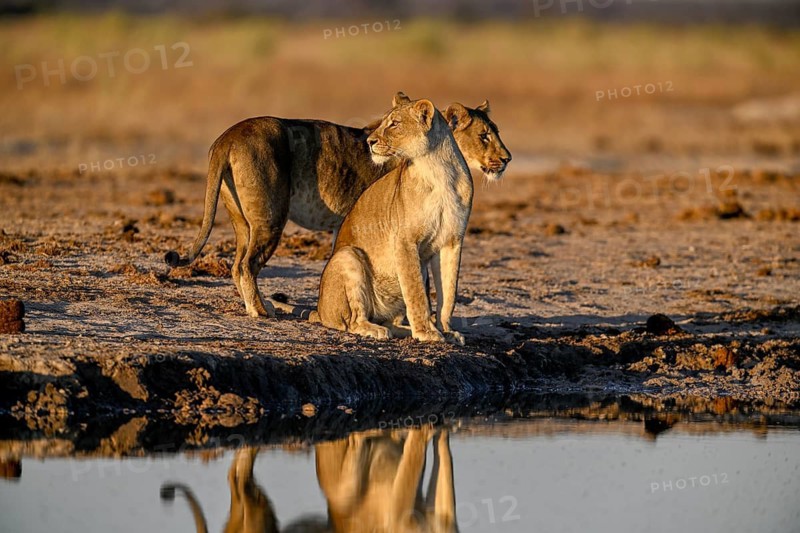 Two lionesses (Panthera leo) in the morning light at the Nxai Pan waterhole, Nxai Pan National Park, near Gweta, Central District, Botswana