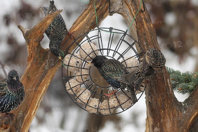 Starling (Sturnus vulgaris) at winter feeding in the forest, Allgäu, Bavaria, Germany, Allgäu, Bavaria, Germany