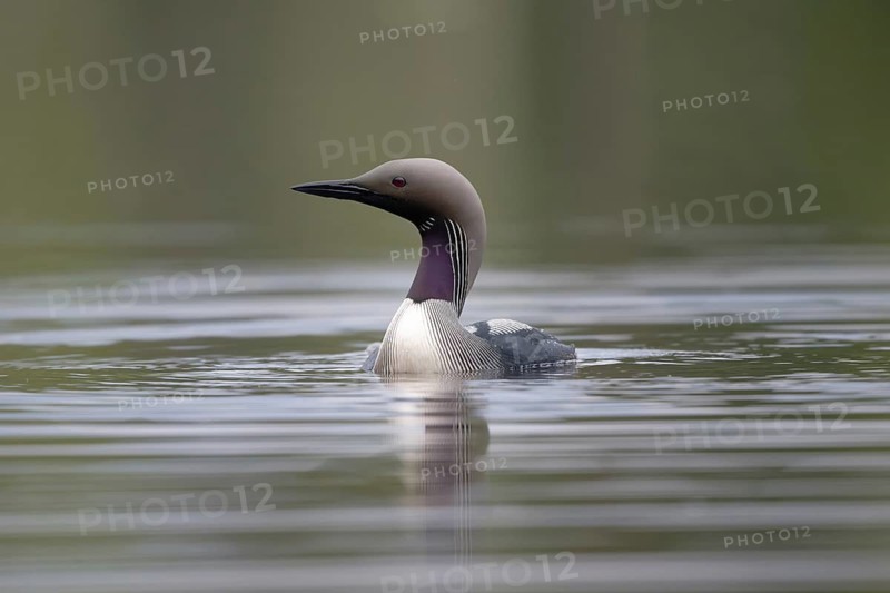 Black-throated Loon (Gavia arctica), Dalarna, Sweden