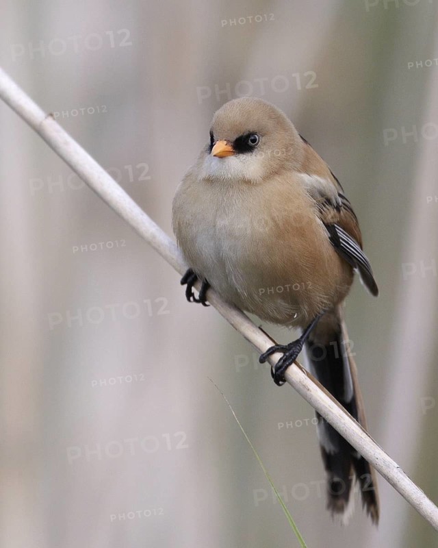 Bearded Reedling (Panurus biarmicus) juvenile, Mecklenburg-Western, Pomerania, Germany