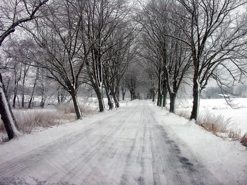 Winter linden avenue (Tilia) on a federal road, Mecklenburg-Western Pomerania, Germany