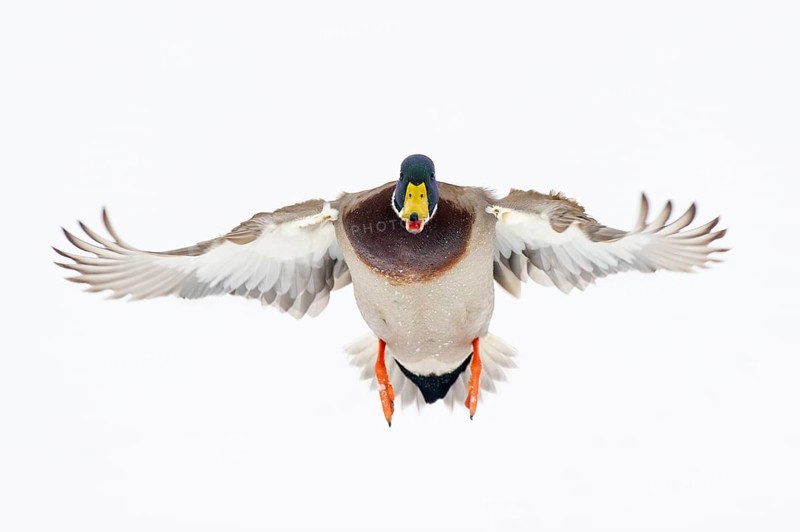 Flying mallard (anas platyrhynchos) in the snow, Vechta, Lower Saxony, Germany