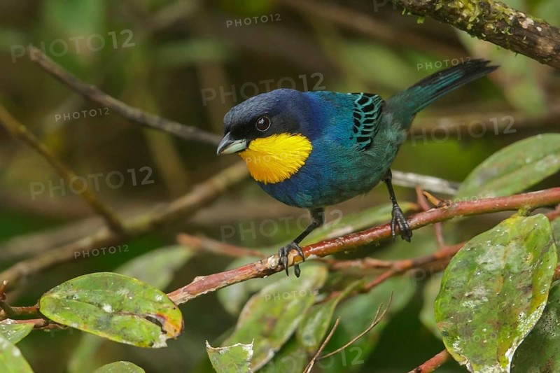 Purplish-mantled Tanager (Iridosornis porphyrocephalus) perched on a branch in the Andes Mountains of Colombia