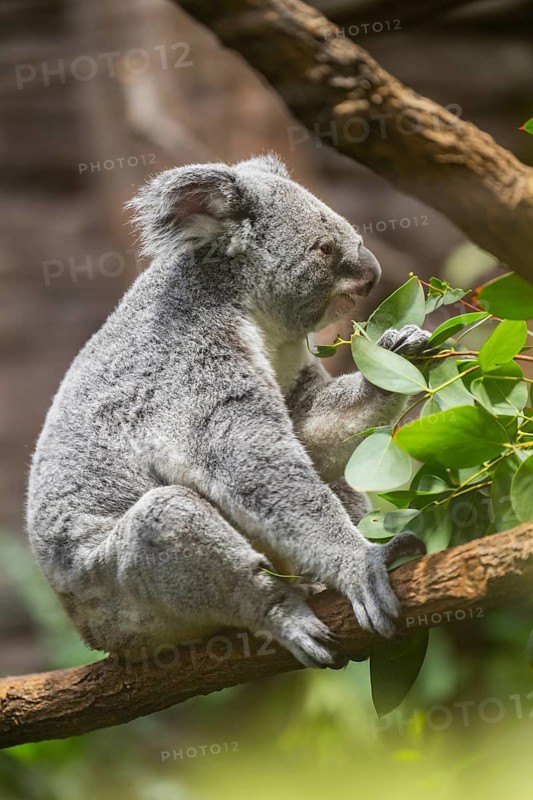 Koala (Phascolarctos cinereus) sitting on a tree, captive, distribution South Australia, Australia, Oceania