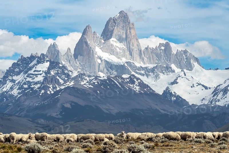 Flock of sheep (Ovis aries) on pasture with shrubs, in the background the Fitz Roy massif with snow-covered granite peaks, Los Glaciares National Park, El Chaltén, Santa Cruz Province, Patagonia, Argentina