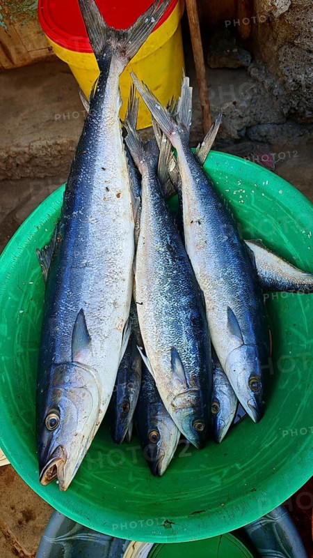 Close-up of mackerel (scomber scombrus), silver fish close together in a green bucket at a market, Mindelo fish market, Mindelo, Sao Vicente, Cabo Verde, Cape Verde, Cape Verde Islands