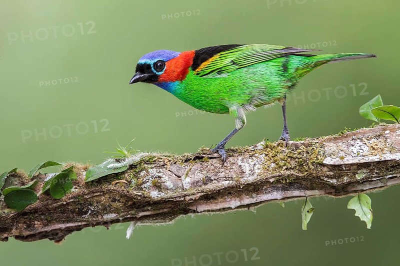 Red-necked Tanager (Tangara cyanocephala) perched on a branch in the Atlantic rainforest of southeast Brazil