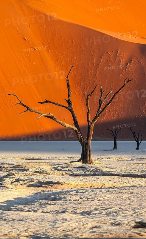 Dead camel thorn trees (Vachellia erioloba), red sand dunes, white salt pan, Dead Vlei, Sossusvlei, Namib Desert, Namib-Naukluft Park, Namibia