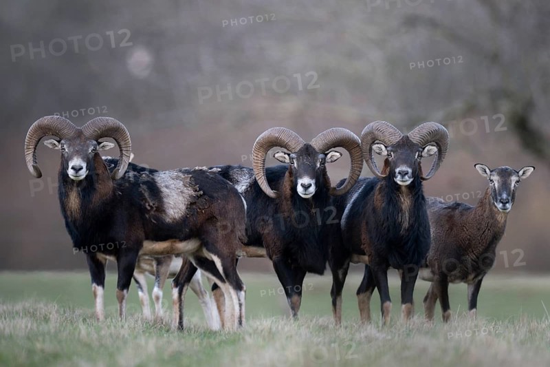 Mouflon (Ovis gmelini), Bitburg, Rhineland-Palatinate, Germany