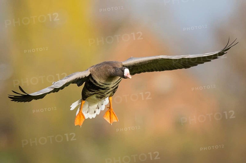 Greater White-fronted Goose (Anser albifrons) flying, North Rhine-Westphalia, Germany