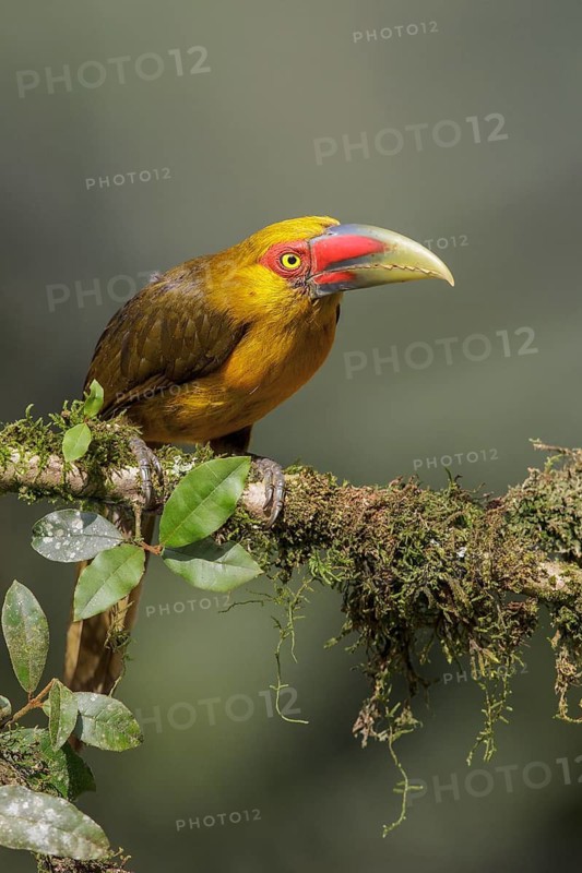 Saffron Toucanet (Pteroglossus bailloni) perched on a branch in the Atlantic rainforest of southeast Brazil