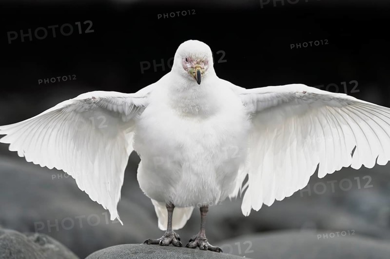 White-faced sheathbill (Chionis albus), standing on stone with spread wings, frontal view, Antarctic Peninsula, Antarctica