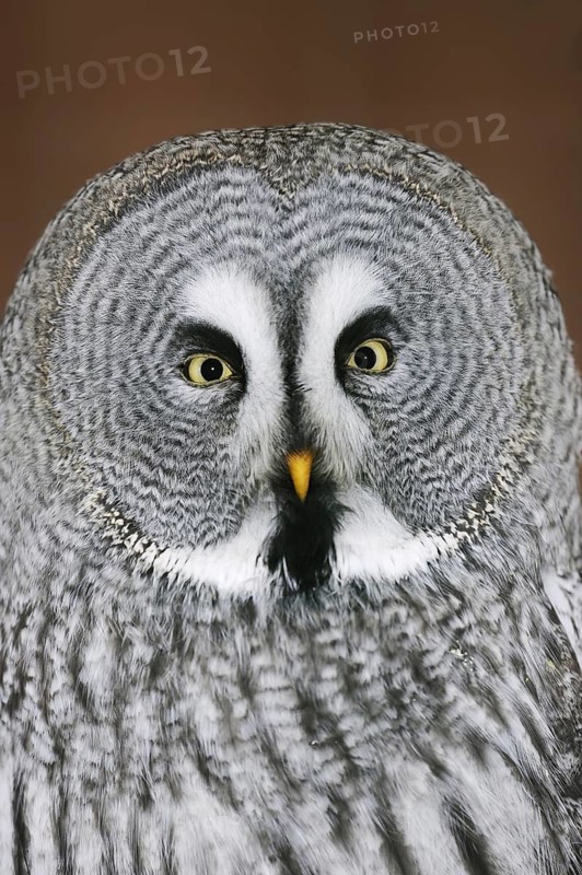 Great grey owl (Strix nebulosa), portrait, captive, Germany