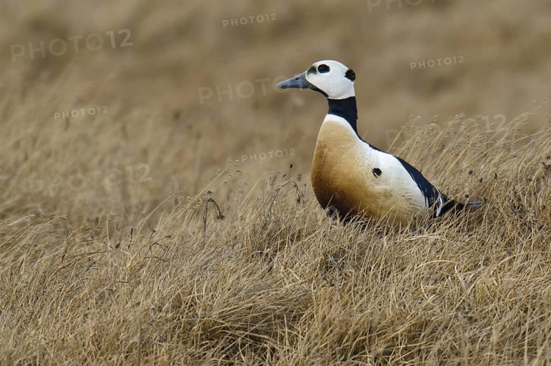 Steller's Eider (Polysticta stelleri) male, Alaska, USA