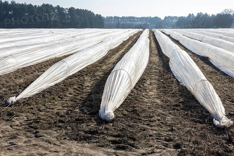 Polythene cloches, polytunnels, folio tunnels, running across farmland field to protect crops from frost, Wantisden, Suffolk, England, UK