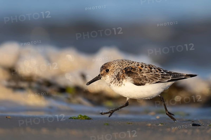 Avocet (Recurvirostra avosetta), Texel, Netherlands