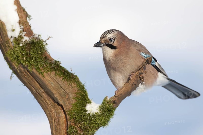 Eurasian Jay (Garrulus glandarius), Thuringia, Germany
