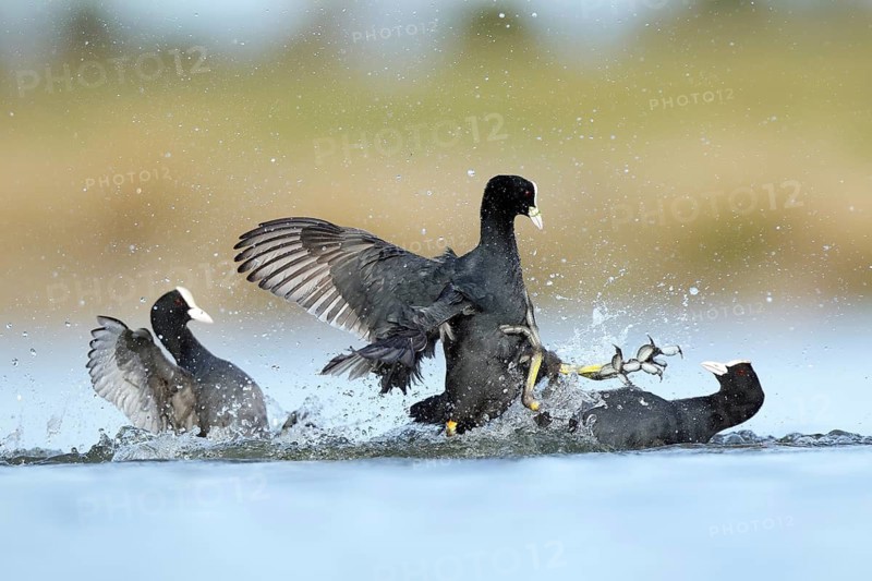 Dynamic image of common coots fiercely battling in the tranquil waters of the BeleÃ±a lagoon, Spain. Captures the intensity and drama of avian life amidst nature serene backdrop