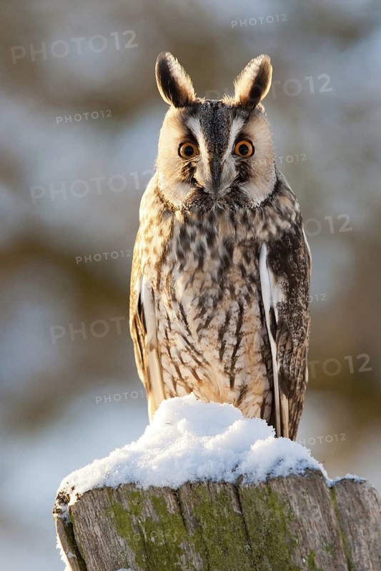 Long-eared Owl (Asio otus), Germany