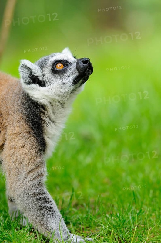 A lemur walks on the meadow with a concentrated look upwards, Ring-tailed Lemur (Lemur catta), Augsburg Zoo
