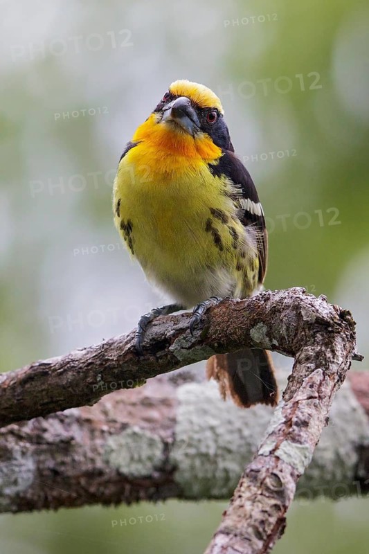 Gilded Barbet (Capito auratus) perched on a branch in Ecuador