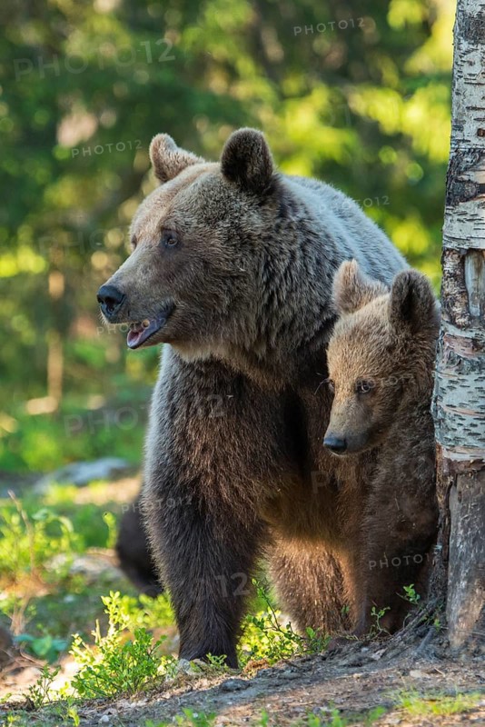 Eurasian Brown Bear (Ursus arctos) mother with cubs in forest, Finland