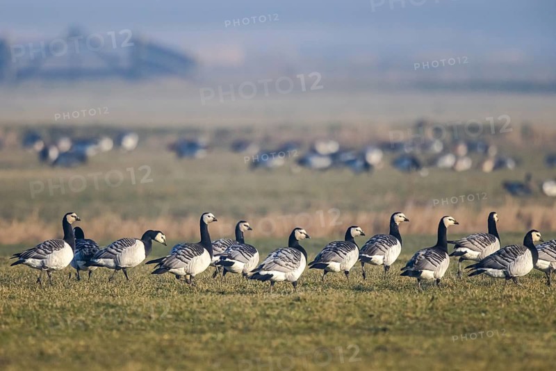 Barnacle Goose (Branta leucopsis) group, Netherlands