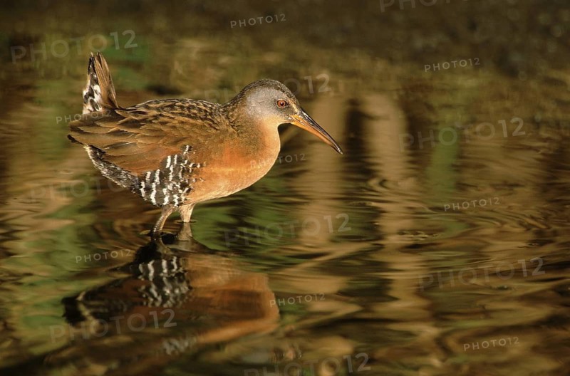 Virginia Rail (Rallus limicola), Texas, USA