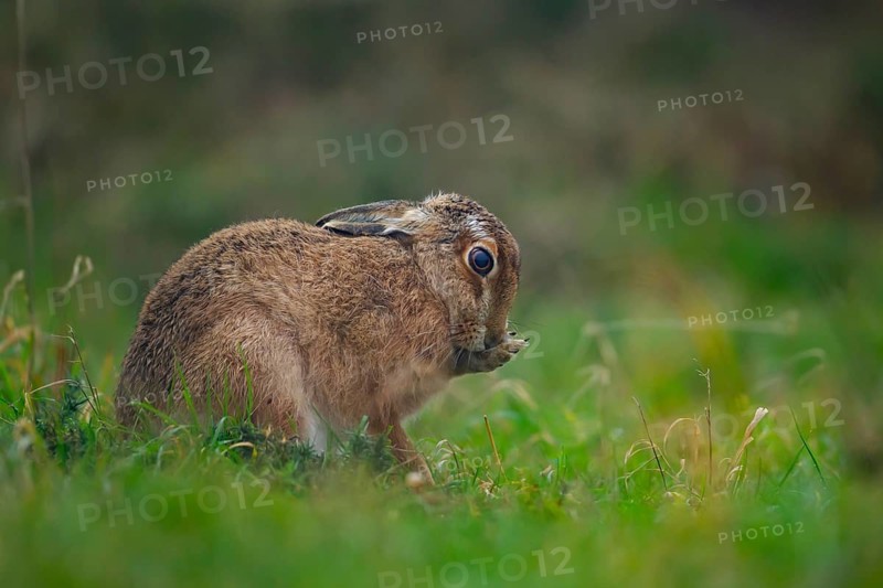 European brown hare (Lepus europaeus) adult animal washing its face in grassland, Suffolk, England, United Kingdom