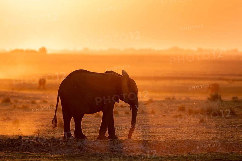 African elephant (Loxodonta africana), silhouette, sunset, atmospheric light, Ihaha, Chobe National Park National Park, Botswan
