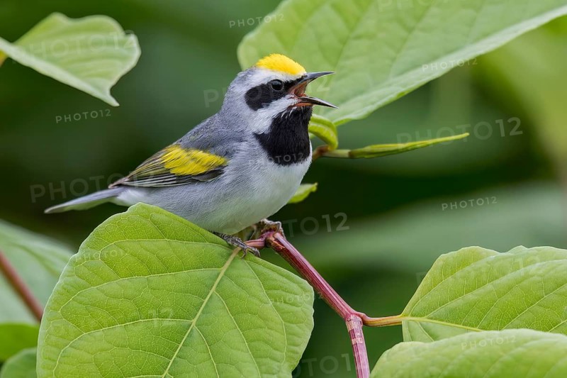 Golden-winged Warbler (Vermivora chrysoptera) perched on a branch in Ontario, Canada