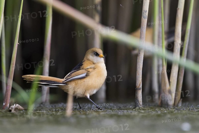Bearded Reedling - Bartmeise - Panurus biarmicus ssp. biarmicus, Germany, juvenile