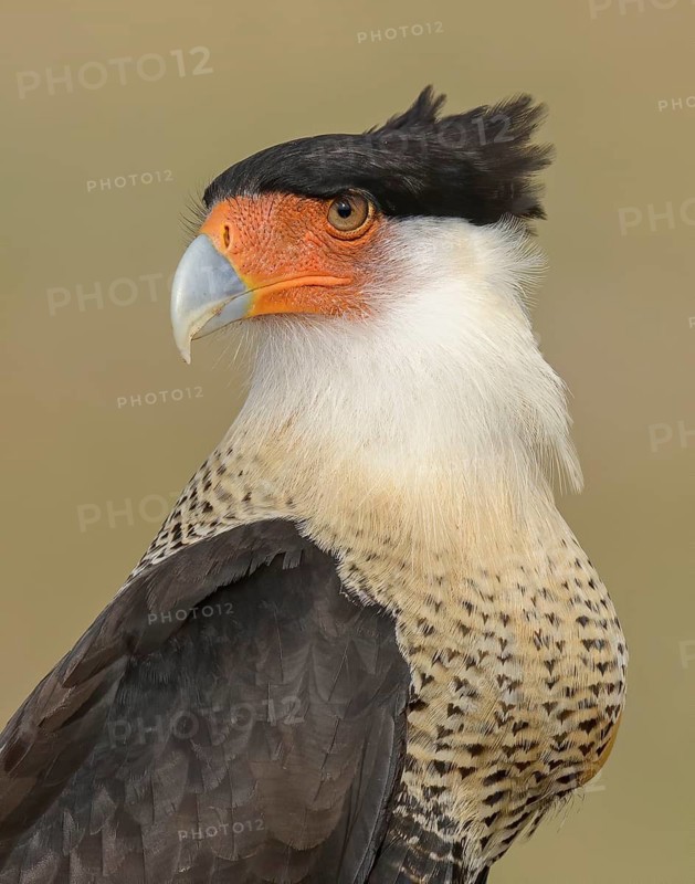 Northern Crested Caracara (Caracara cheriway), Texas, USA