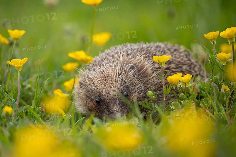 European hedgehog (Erinaceus europaeus) adult animal amongst yellow buttercup flowers in a meadow in spring, England, United Kingdom