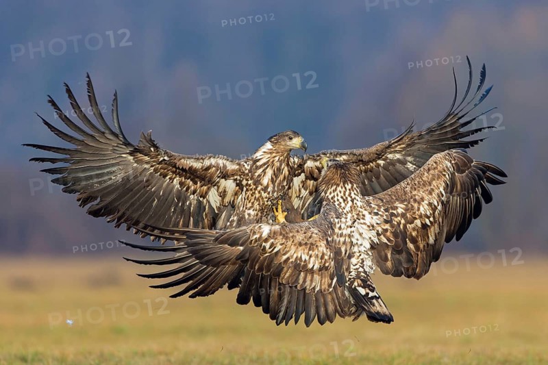 Two fighting sea eagles fighting over their prey, (Haliaeetus albicilla), Haliaaetus albicilla, animals, birds, birds of prey, centrapoles, Kutno, Lodz, Poland