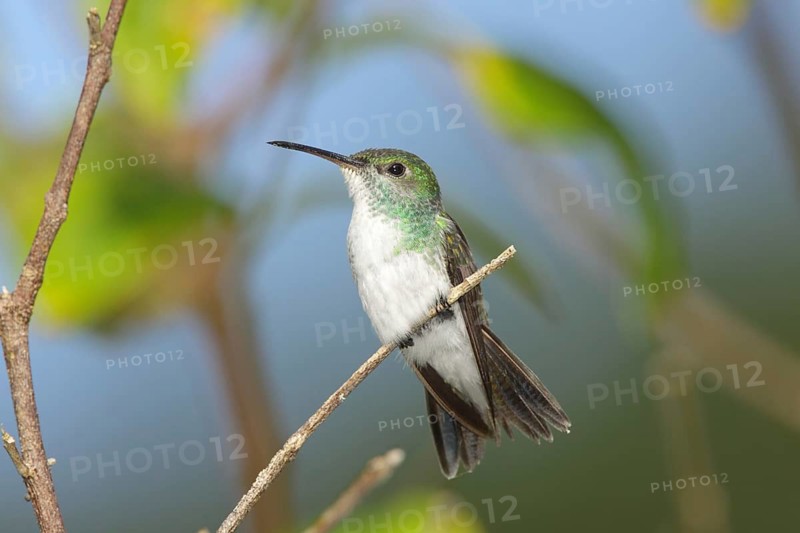 Mangrove Hummingbird Amazilia boucardi Quepos, Costa Rica 1 November Adult Female Trochilidae
