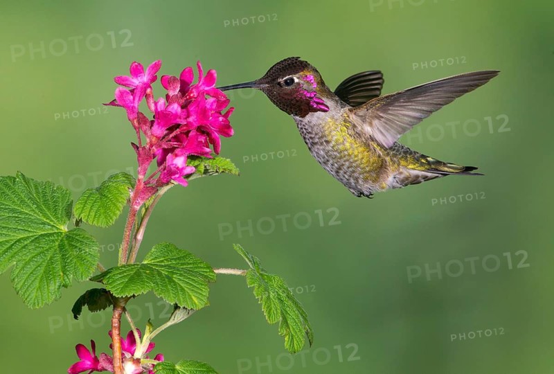 Anna's Hummingbird Male (Calypte anna) - Victoria BC, Canada