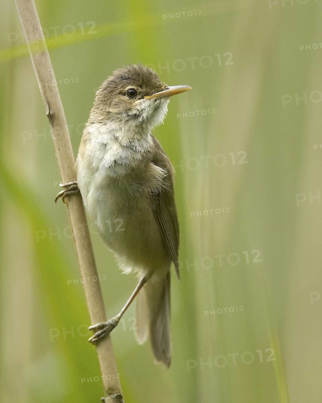 Eurasian Reed Warbler (Acrocephalus scirpaceus), Mecklenburg-Western Pomerania, Germany