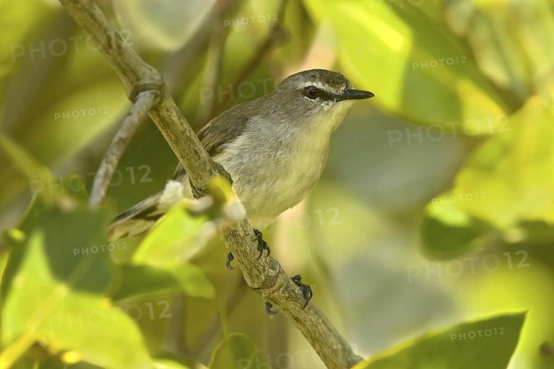 Mangrove Gerygone (Gerygone levigaster cantator), Queensland, Australia
